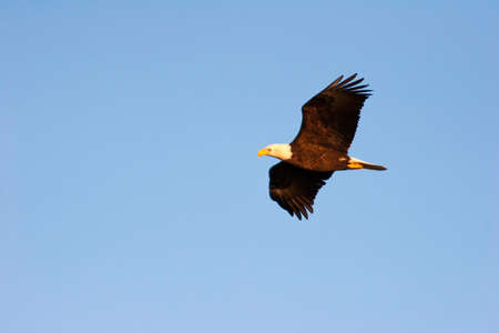 Wild Adult Bald Eagle in Flight in Wisconsinの写真素材