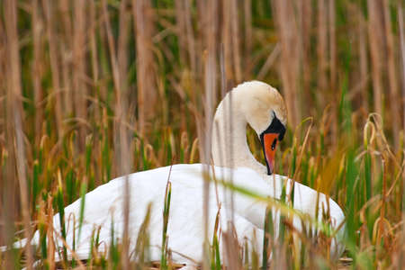 Mother Swan Falls Asleep Dreaming On Nest Of Babies To Come.の写真素材
