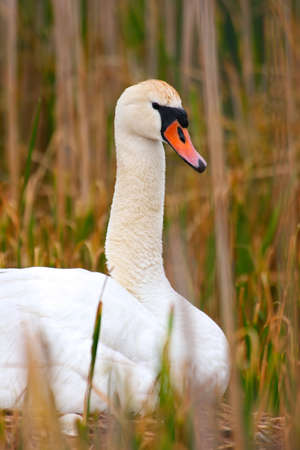 Portrait Shot Of Wild Mother Swan On Nest Protecting Her Eggsの写真素材