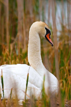 Portrait Shot Of Wild Mother Swan Sits On Nest Protecting Her Eggs And Keeping Them Warmの写真素材