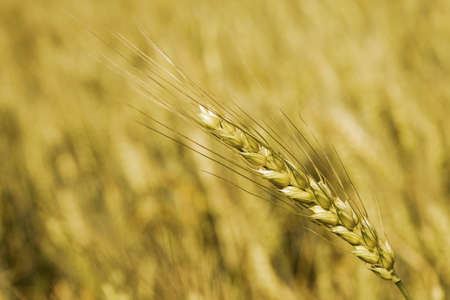 Wheat ear below smooth wheatfield backgroundの写真素材