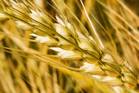 Diagonal wheat macro with smooth background