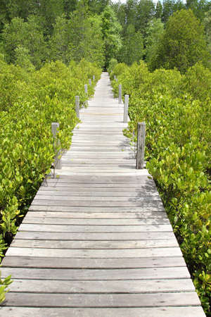 bridge wooden walk through mangroves forest seaboard timber ,Thailandの写真素材