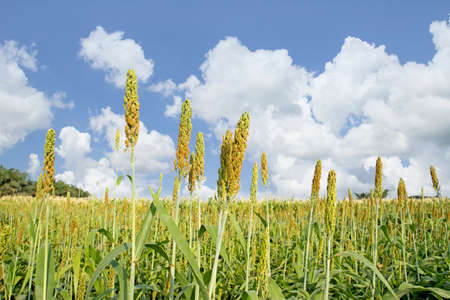 blue sky on millet with growing in the fieldの写真素材