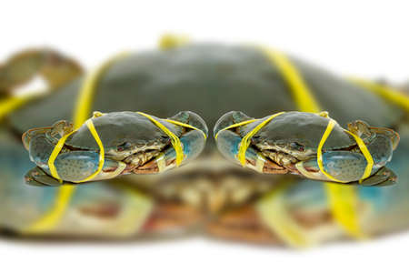 Raw black crab tied with rope yellow on white background.の写真素材