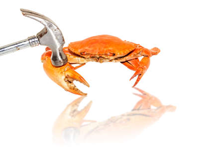 Demonstrate how to eat steamed crabs by hammered a claw on a white background.の写真素材