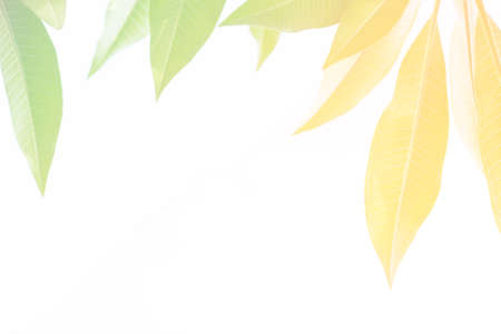 the leaves a color adjustment in soft style for background.;style image blur.
