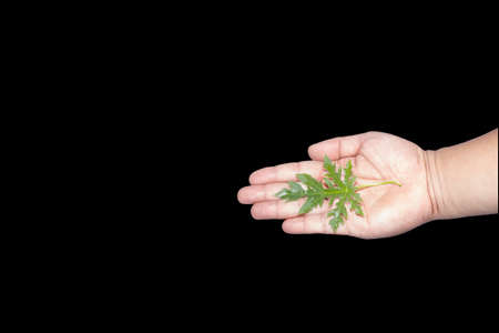 Papaya leaf in hand on black background.
