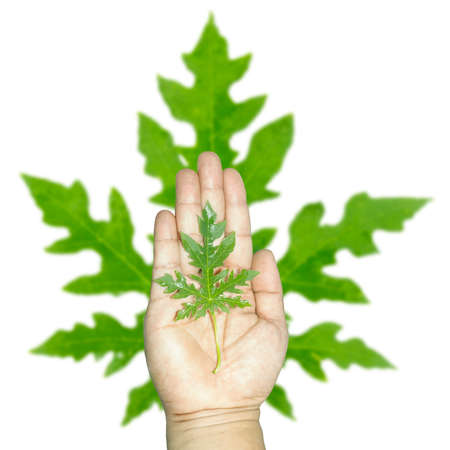 Papaya leaf in hand on white background.の写真素材