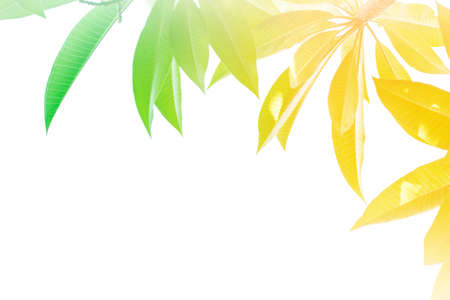 leaf a color adjustment in soft style for background.;style image blurの写真素材