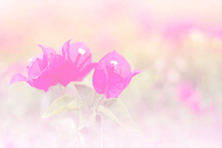 the  bougainvillea flower a color adjustment in soft style for background.;style image blur.の写真素材