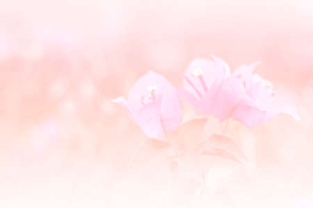 the  bougainvillea flower a color adjustment in soft style for background.;style image blur.の写真素材