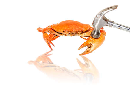 Demonstrate how to eat steamed crabs by hammered a claw on a white background.の写真素材