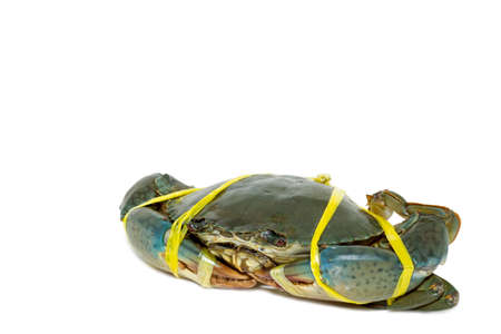 Raw black crab tied with rope yellow on white background.の写真素材