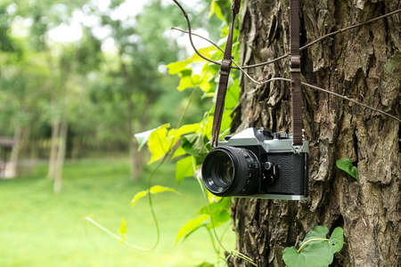 Old camera hanging on a tree.の写真素材