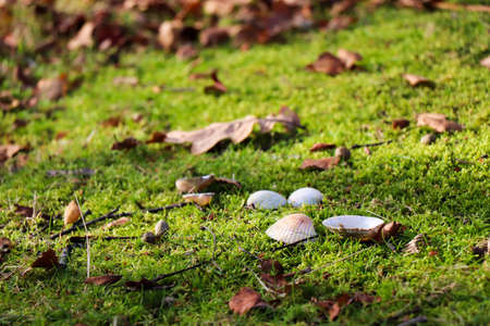 Shells and Leaves on Moss