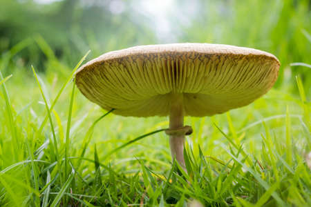 Green-gilled parasol mushroom or common name; false parasol, green-spored parasol and vomiter (Chlorophyllum molybdites).  A poisonous mushroom causes vomiting and diarrhea.の写真素材