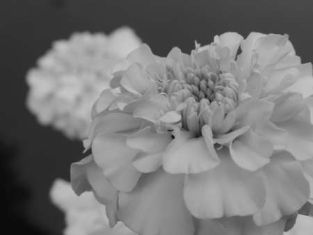black&white marigoldの写真素材