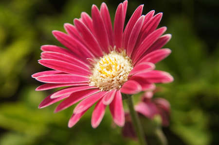 pink flowerの写真素材