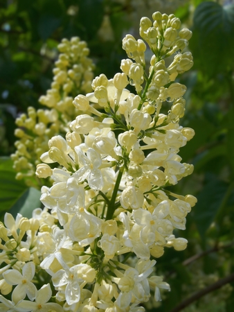 Efflorescent yellow and white varieties of lilac Syringa vulgaris Primrose    の写真素材