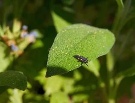 Larva of native European species seven-spotted ladybug - Coccinella septempunctata, C-7- sitting on a leaf of sage      の写真素材