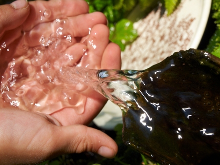 Water from spring forest, flowing into the hands of a little boy
         