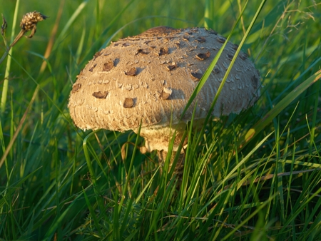 Young fruiting bodies of Parasol Mushroom in high green grassの写真素材