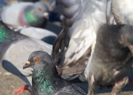 Detail of a pigeon inside busy flockの写真素材