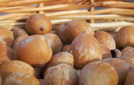Closeup of unhusked hazelnuts in basketの写真素材