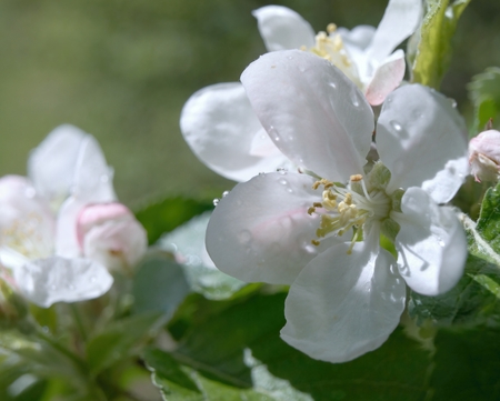 Blooming apple after rainの写真素材