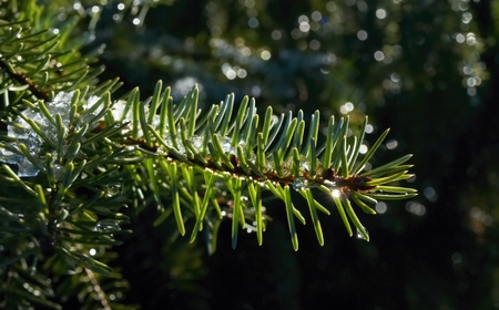 Close-up of snow melting on a spruce twig.の写真素材