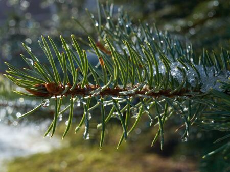 Close-up of snow melting on a spruce twig.の写真素材