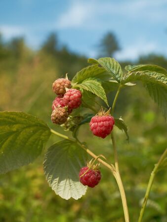 Raspberries on the edge of the forest with blue sky in the background