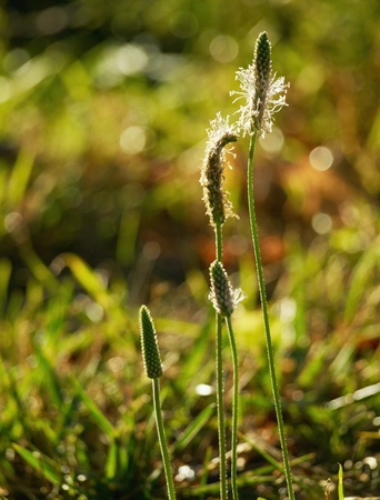 Plantain ( Plantago media ) in the summer evening sunlight.の写真素材