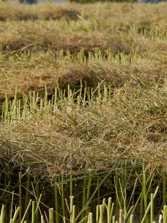 Stubble after the harvest of oilseed rape with a dry plantの写真素材