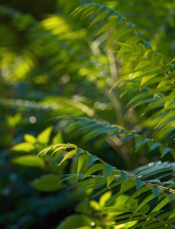 Young offshot of Rhus typhina in morning sunlight