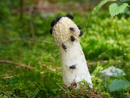 Mature fruiting bodies of the Common stinkhorn (Phallus impudicus)  protrudes from the needle-covered forest soil with flies on its top.の写真素材