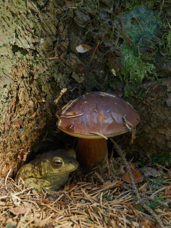 European common Toad (Bufo bufo) sitting  under a Bay Boleteの写真素材