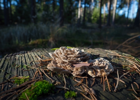 Bracket fungun on tree stump with forest and blue sky in the background.の写真素材