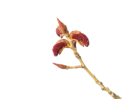 Buds of poplar tree with catkins isolated on a white backgroundの写真素材