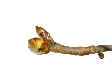 Twig of horse chestnut - Aesculus hippocastanum, with two buds on a white backgroundの写真素材