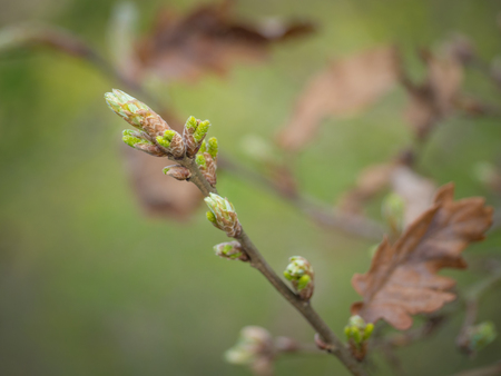 Bud of oak treeの写真素材