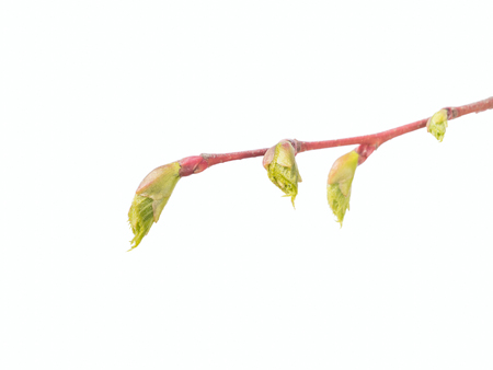 Bud of linden tree isolated on a white backgroundの写真素材