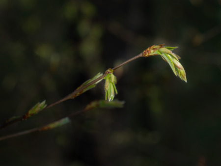 Bud of beech in forestの写真素材