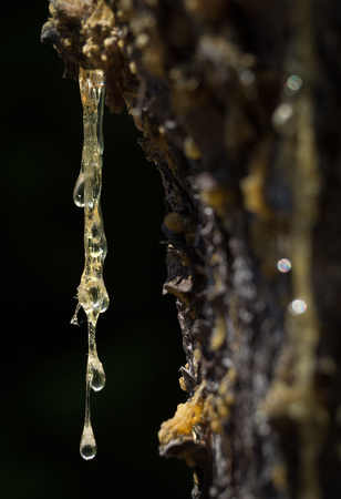 Close-up of the trunk of spruce with hardening resin.の写真素材