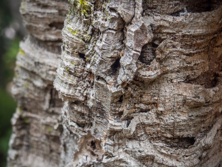 Close up of bark of a cork oak tree,の写真素材