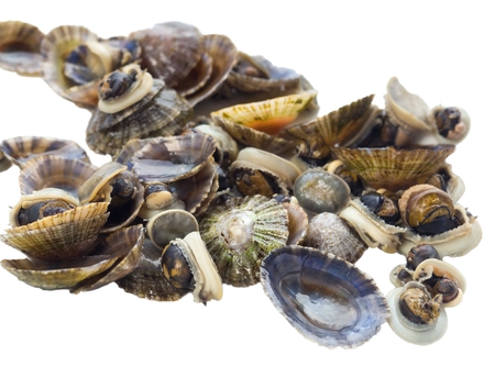 Limpets - Patella, sea snails from the family Patellidae, shortly cooked in water isolated on a white backgroudの写真素材