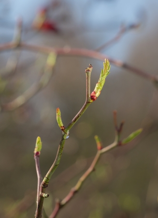Buds of Dog rose - Rosa canina