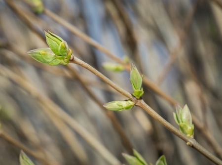Bud of common lilac - Syringa vulgaris