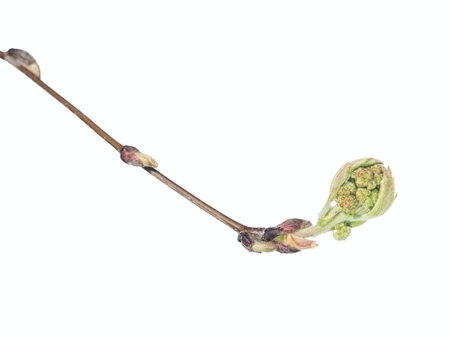 Bud of Whitebeam - Sorbus isolated on white background